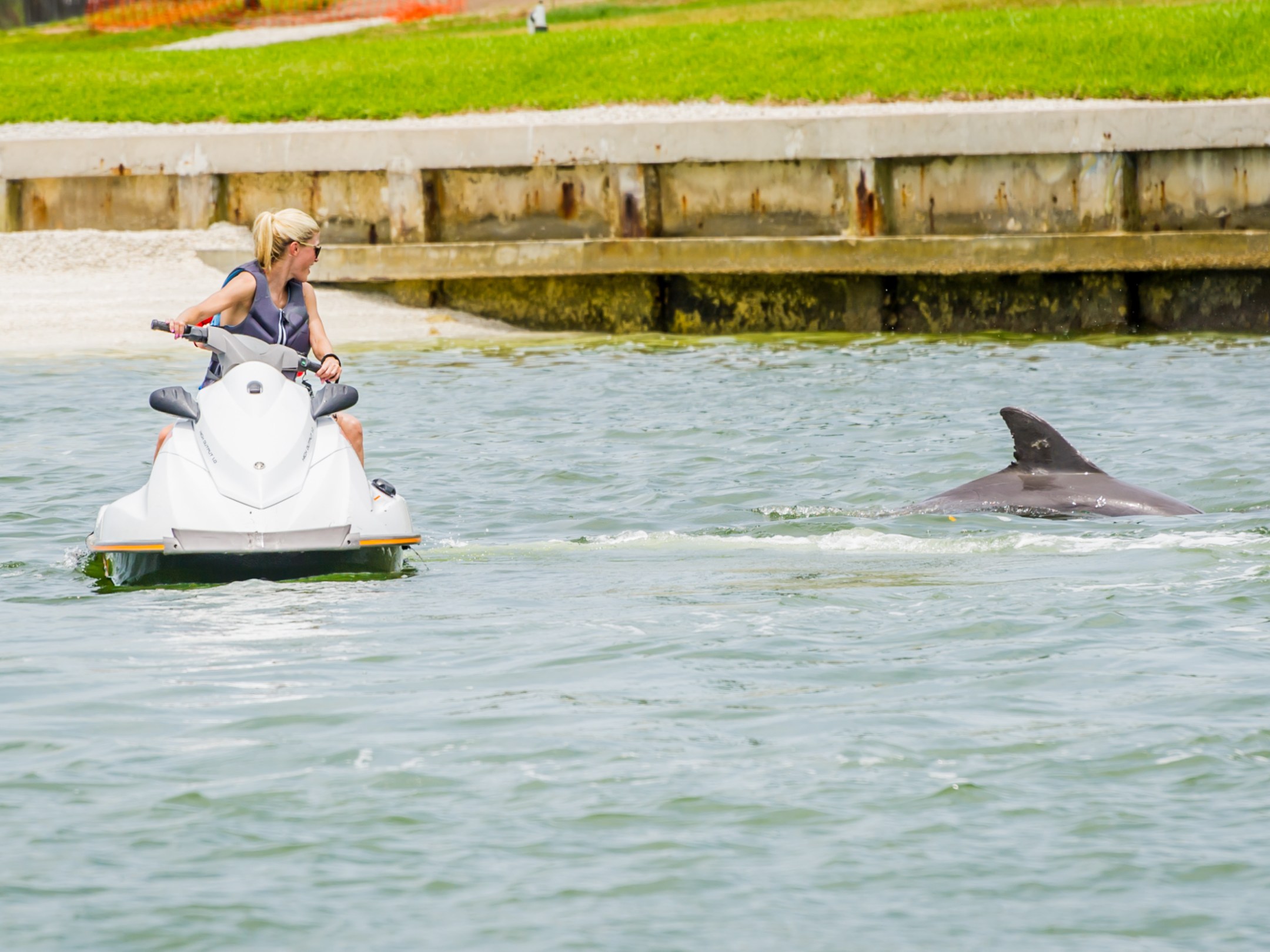 a woman riding on a jet ski looking at a dolphin